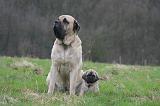 MASTIFF 103